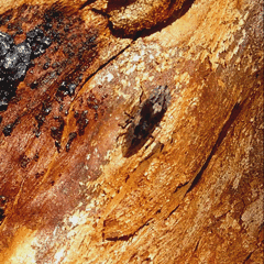 Stenocotis depressa