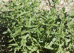 Symphyotrichum bracteolatum
