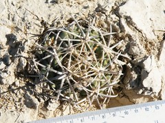 Coryphantha poselgeriana