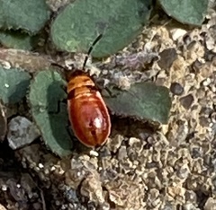 Lygaeus kalmii