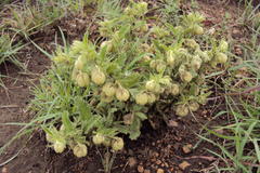 Hermannia grandistipula