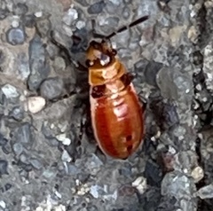 Lygaeus kalmii
