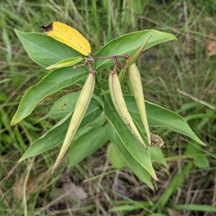 Vincetoxicum rossicum
