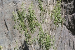 Brickellia longifolia multiflora
