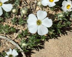 Phlox condensata