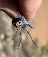 Chalcostephia flavifrons