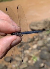 Chalcostephia flavifrons