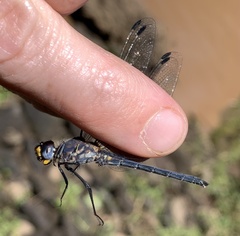 Chalcostephia flavifrons