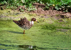Calidris pugnax