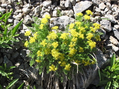 Cymopterus terebinthinus