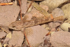 Cottus caeruleomentum
