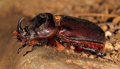 Oryctes monoceros