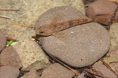 Cottus caeruleomentum