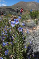 Lobostemon marlothii