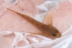 Cottus caeruleomentum