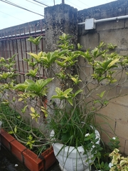 Graptophyllum pictum