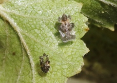 Corythucha pergandei