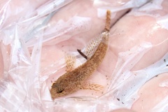 Cottus caeruleomentum