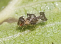 Corythucha pergandei