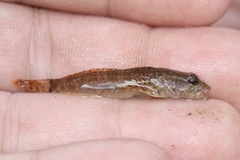 Cottus caeruleomentum