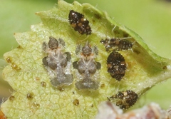 Corythucha pergandei