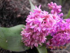 Ledebouria sandersonii