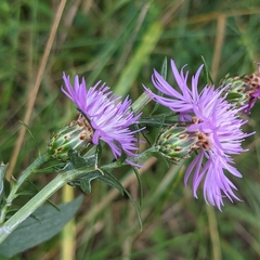 Centaurea