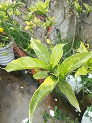 Graptophyllum pictum