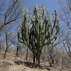 Stenocereus montanus