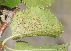 Corythucha pergandei