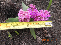 Ledebouria sandersonii