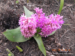 Ledebouria sandersonii