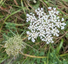 Daucus carota