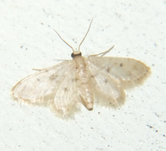 Idaea bonifata