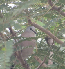 Turtur abyssinicus
