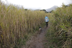Echinochloa pyramidalis