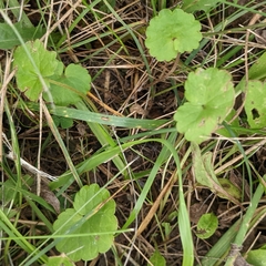 Glechoma hederacea