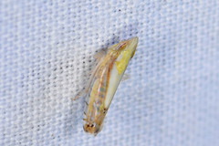 Scaphytopius elegans