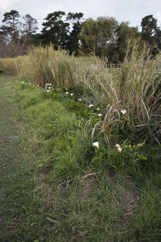 Zantedeschia aethiopica