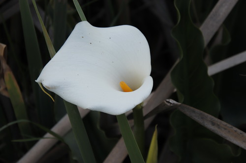 Zantedeschia aethiopica