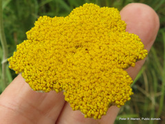Helichrysum umbraculigerum