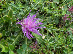 Cirsium acaule