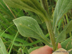 Helichrysum umbraculigerum