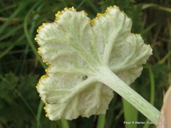 Helichrysum umbraculigerum