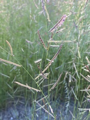 Bouteloua barbata rothrockii