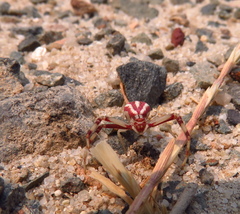 Mecaphesa schlingeri