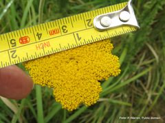 Helichrysum umbraculigerum