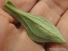 Helichrysum umbraculigerum