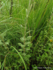 Helichrysum umbraculigerum