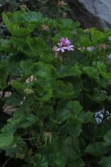 Pelargonium zonale